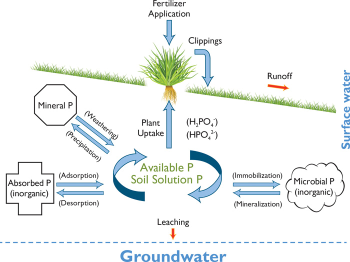 phosphorus_cycle_700