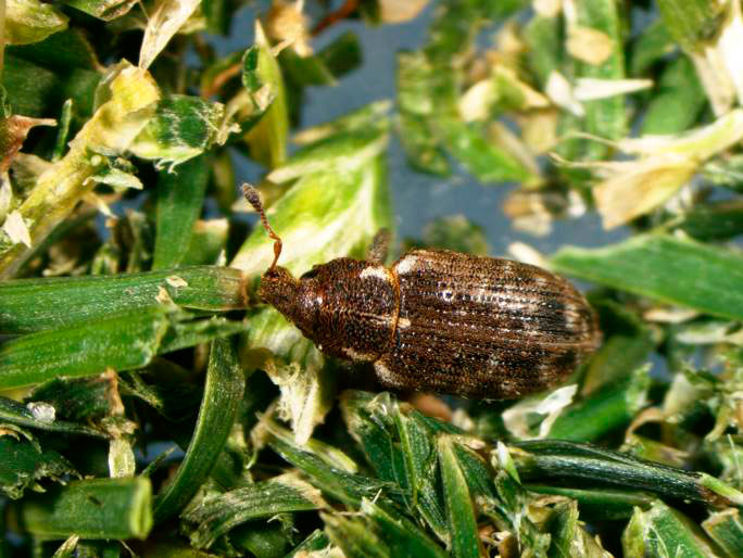 annual_bluegrass_weevils