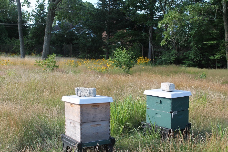 Bee Hives at Rockville Links