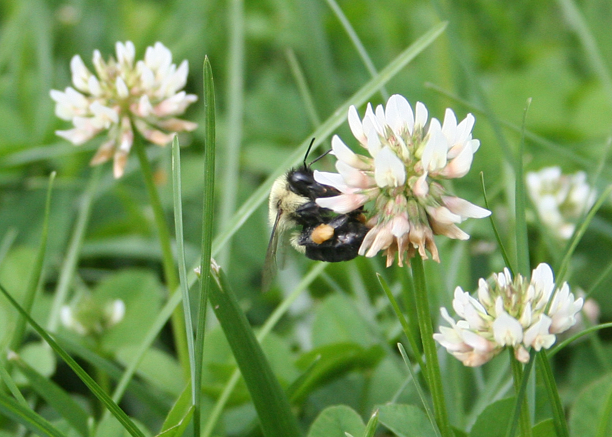 bumble bee on clover