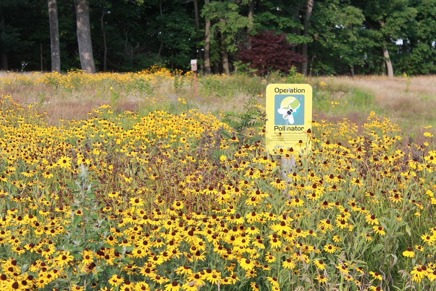 Established wildflower area