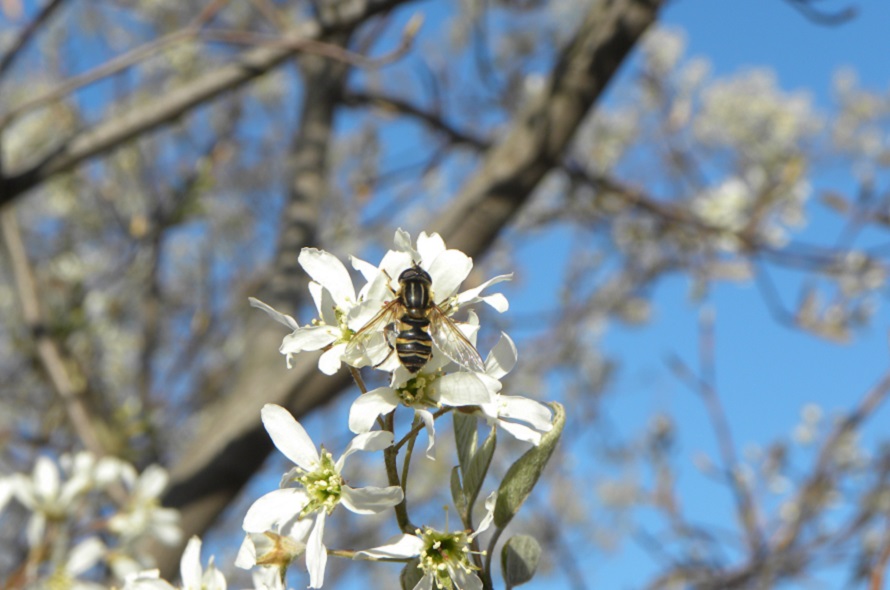 wild pollinator